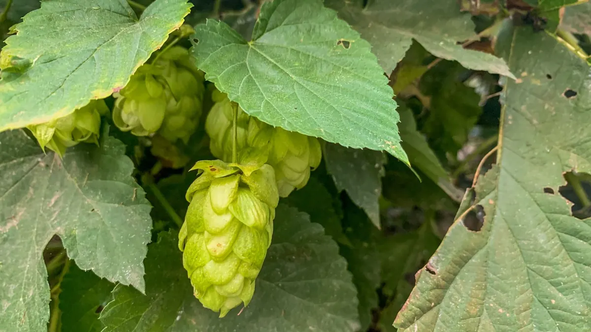 Kent Hop Harvest 2025: Where to See Hop Picking and Oast Houses